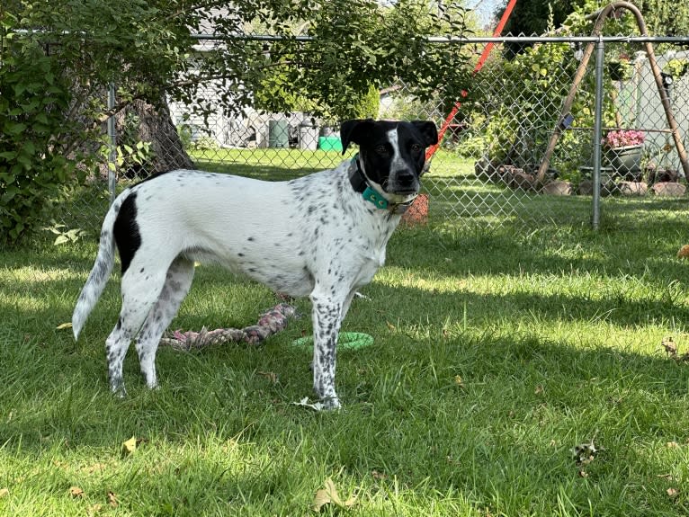 Riley, an Australian Cattle Dog and American Pit Bull Terrier mix tested with EmbarkVet.com