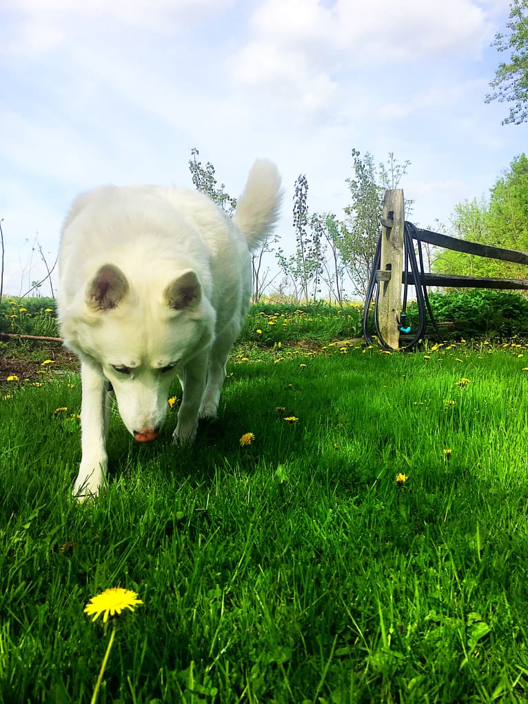 Elli, a Siberian Husky and German Shepherd Dog mix tested with EmbarkVet.com