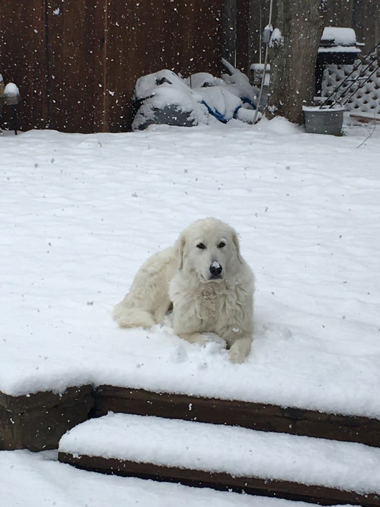 Athena, a Maremma Sheepdog tested with EmbarkVet.com