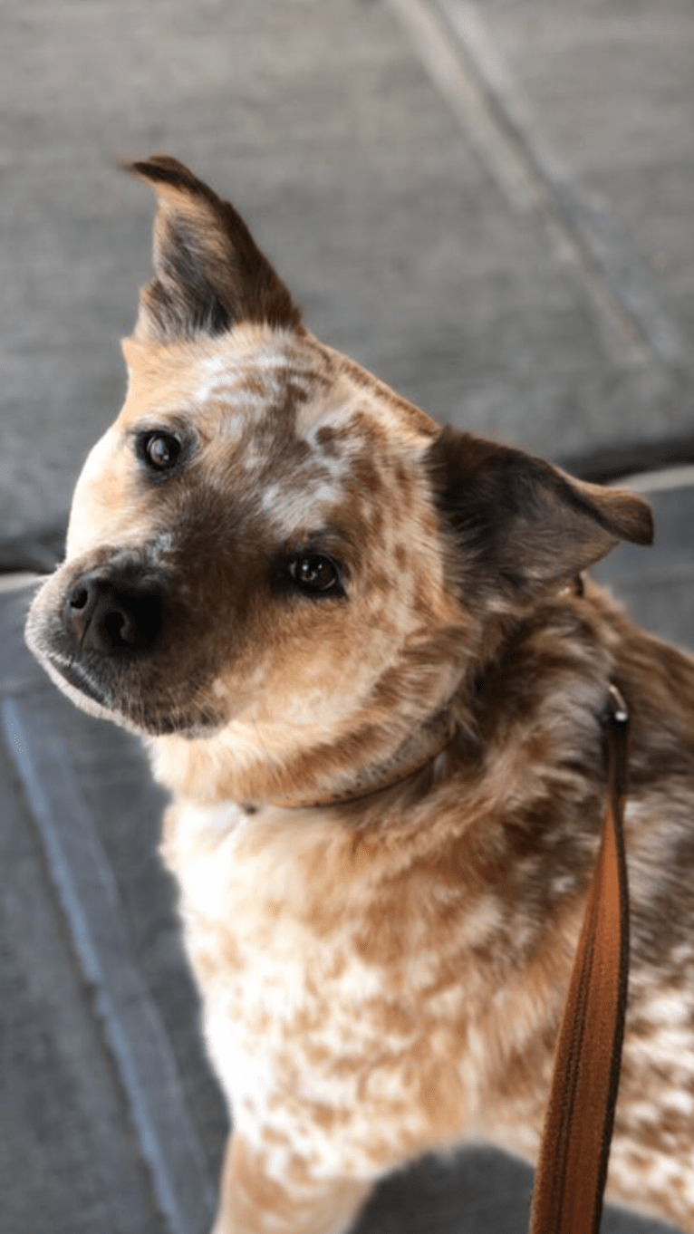 Willabee, an Australian Cattle Dog and Staffordshire Terrier mix tested with EmbarkVet.com