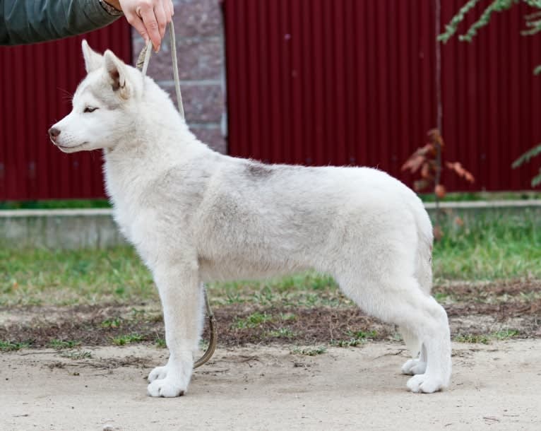 Gen, a Siberian Husky tested with EmbarkVet.com