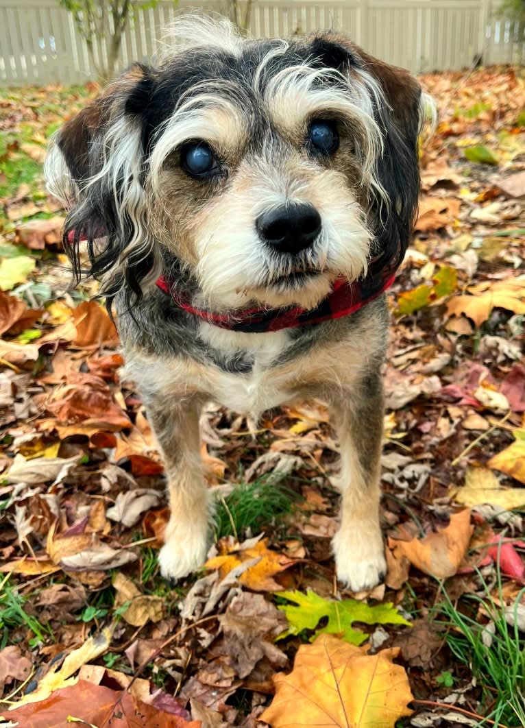 Iggy Pup, a Cavalier King Charles Spaniel and Miniature Schnauzer mix tested with EmbarkVet.com