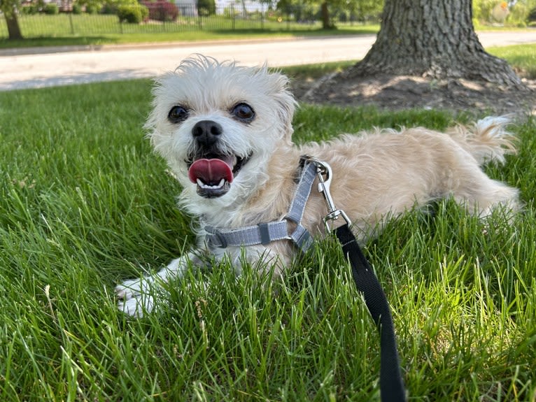 Cannoli, a Chihuahua and Lhasa Apso mix tested with EmbarkVet.com