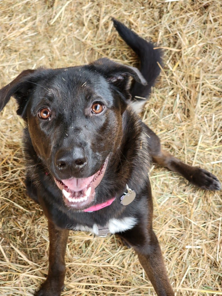 Maya, a Rottweiler and German Shepherd Dog mix tested with EmbarkVet.com