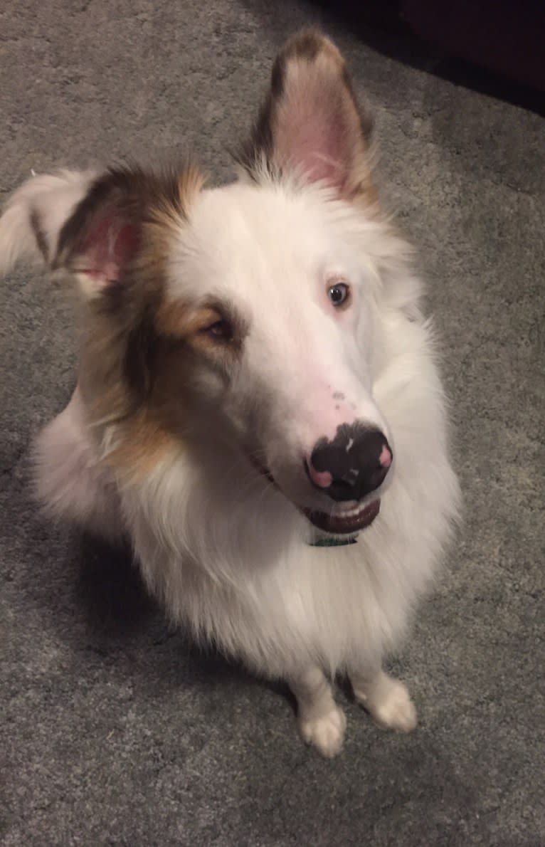 Jax, a Shetland Sheepdog and Australian Cattle Dog mix tested with EmbarkVet.com