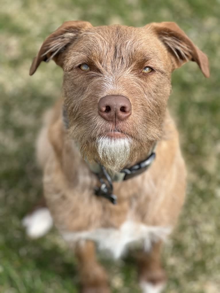 Zuko, an American Pit Bull Terrier and Australian Shepherd mix tested with EmbarkVet.com