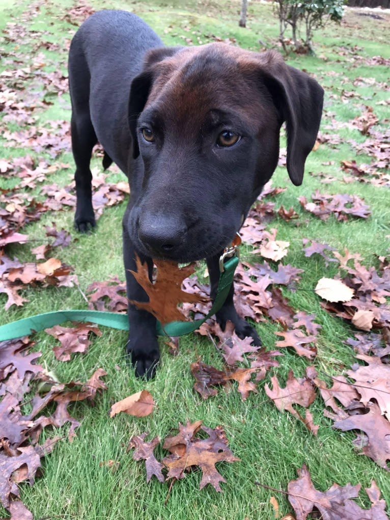 Finn, an American Pit Bull Terrier and Labrador Retriever mix tested with EmbarkVet.com