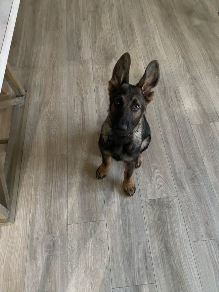 Odin, a German Shepherd Dog tested with EmbarkVet.com