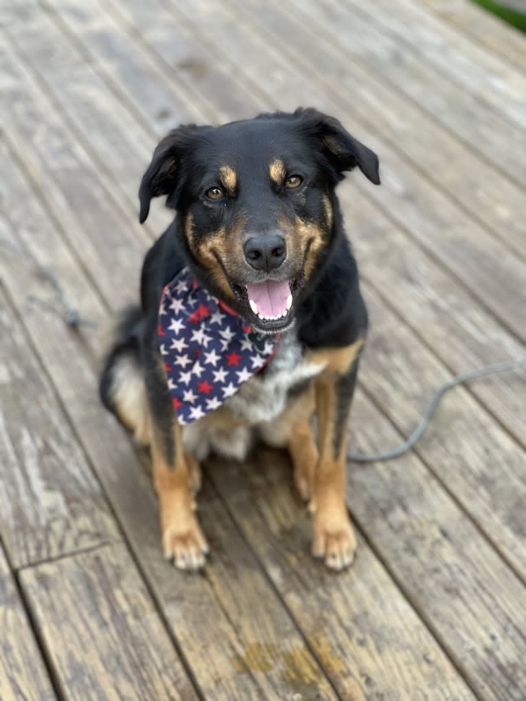 Cornelius, a Border Collie and Labrador Retriever mix tested with EmbarkVet.com