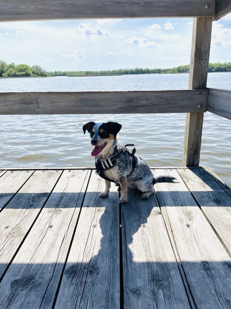 Pepper, a Chihuahua and Australian Cattle Dog mix tested with EmbarkVet.com