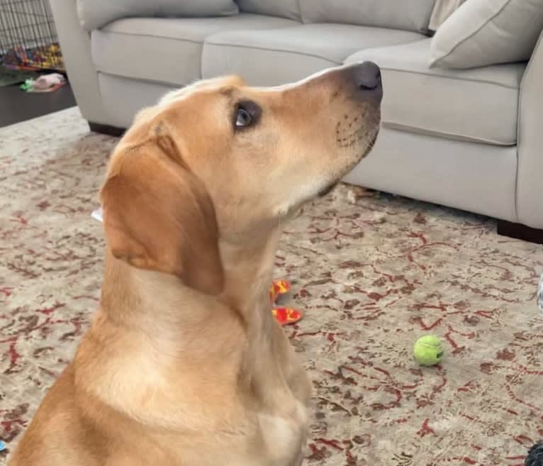 Chief, a German Shorthaired Pointer and Labrador Retriever mix tested with EmbarkVet.com