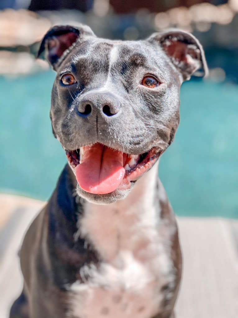 Bear, an American Bully and Chihuahua mix tested with EmbarkVet.com