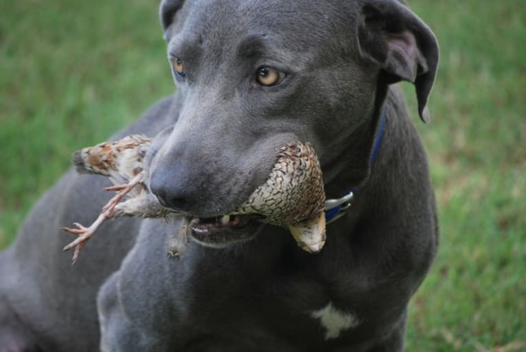 Lynn, a Blue Lacy tested with EmbarkVet.com