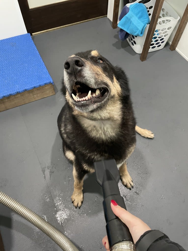 Diesel, a Siberian Husky and Australian Shepherd mix tested with EmbarkVet.com