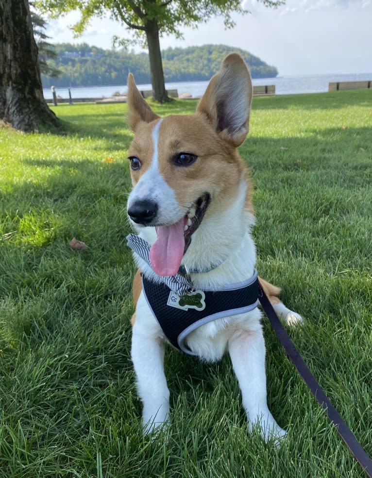 Franklin, a Pembroke Welsh Corgi tested with EmbarkVet.com