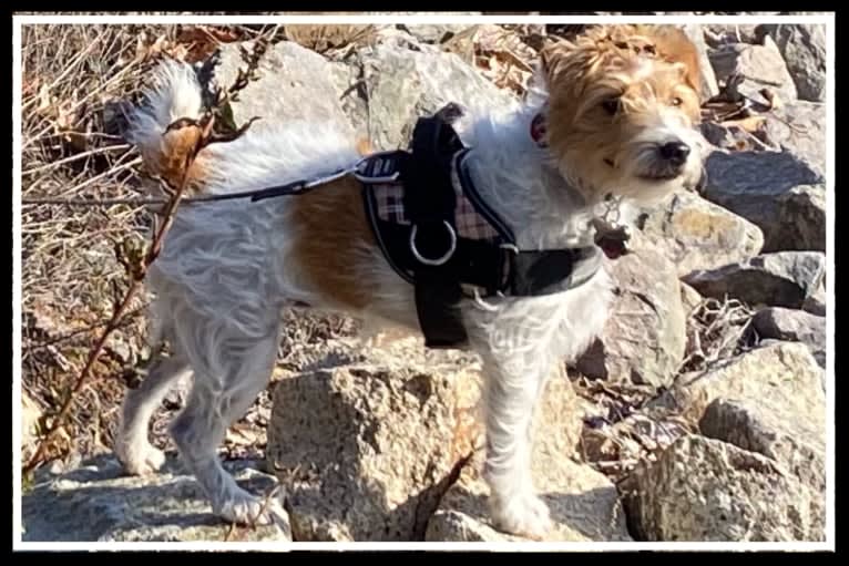 Sophie Jeannette, a Russell-type Terrier tested with EmbarkVet.com