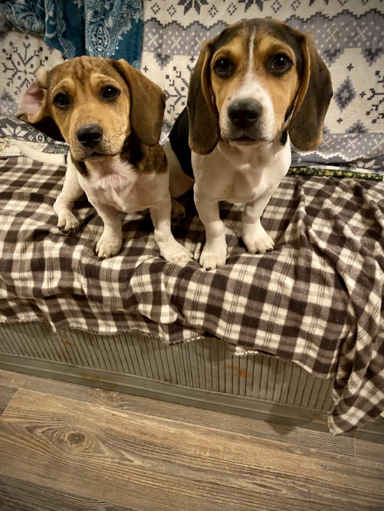 Bandit, a Treeing Walker Coonhound and Beagle mix tested with EmbarkVet.com