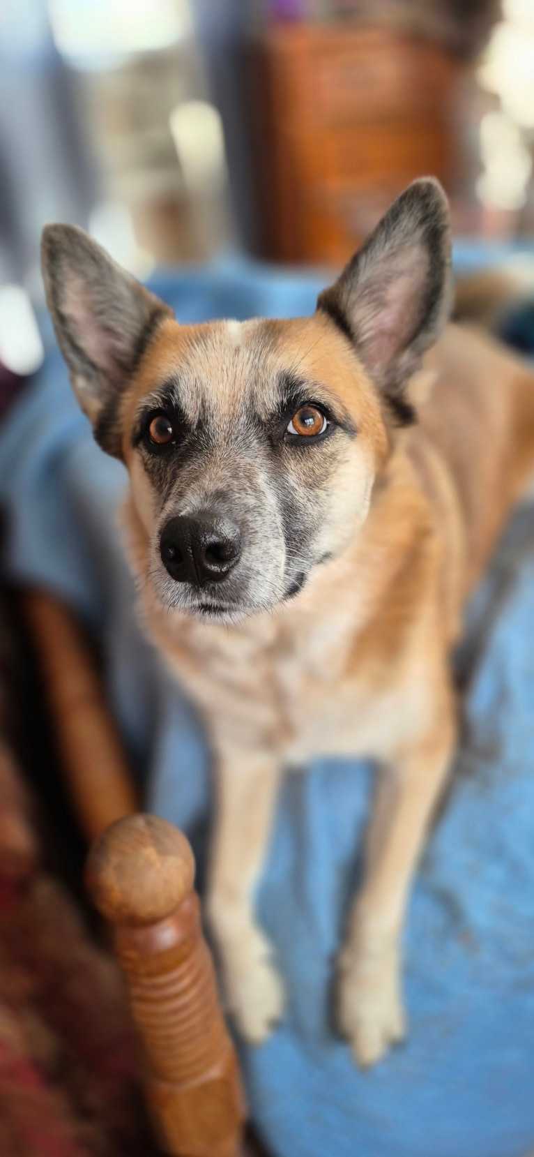 Mimzi, an Australian Cattle Dog and German Shepherd Dog mix tested with EmbarkVet.com