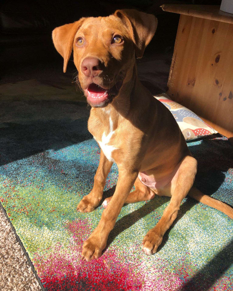 Rusty, an American Foxhound and American Pit Bull Terrier mix tested with EmbarkVet.com