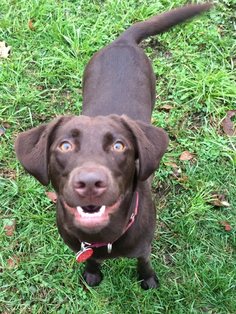 Hazel, a Labrador Retriever tested with EmbarkVet.com