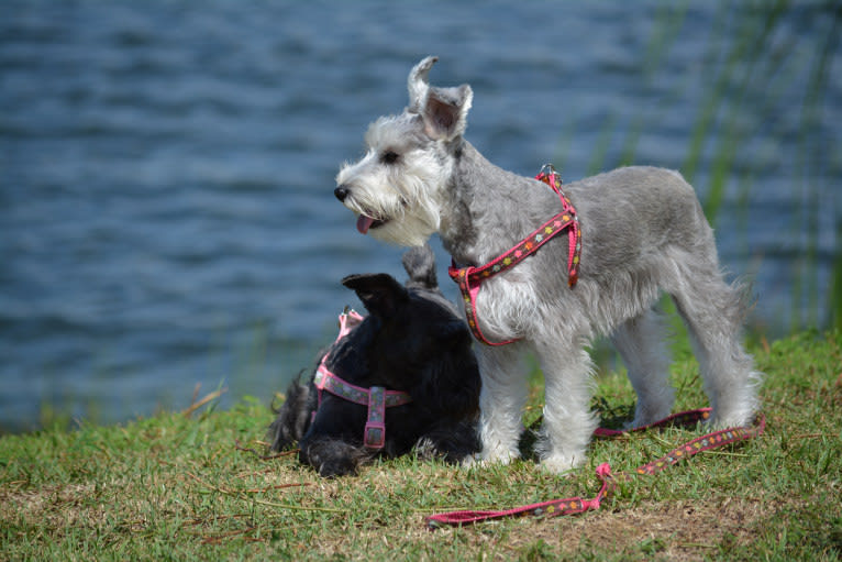 SPARTA, a Miniature Schnauzer tested with EmbarkVet.com