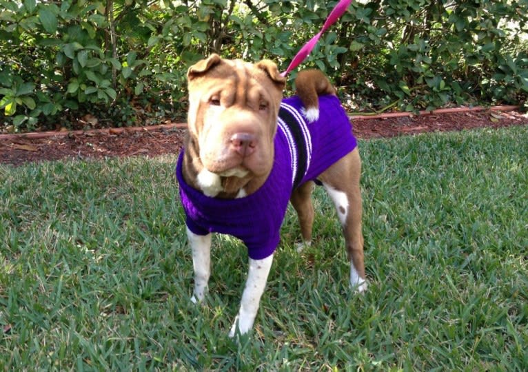 Lava, a Chinese Shar-Pei tested with EmbarkVet.com