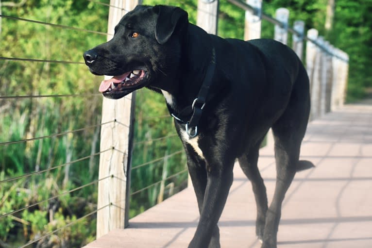 Mooshie, an American Pit Bull Terrier and German Shepherd Dog mix tested with EmbarkVet.com