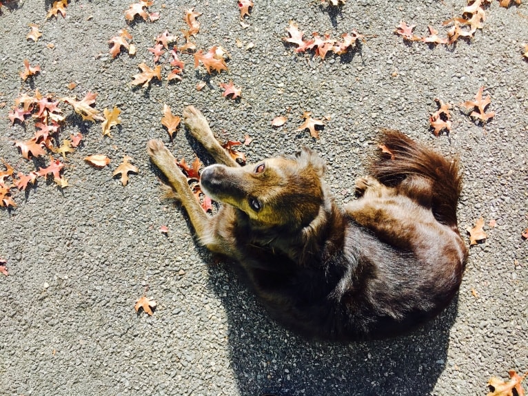 Remmy, a Beagle and Poodle (Small) mix tested with EmbarkVet.com