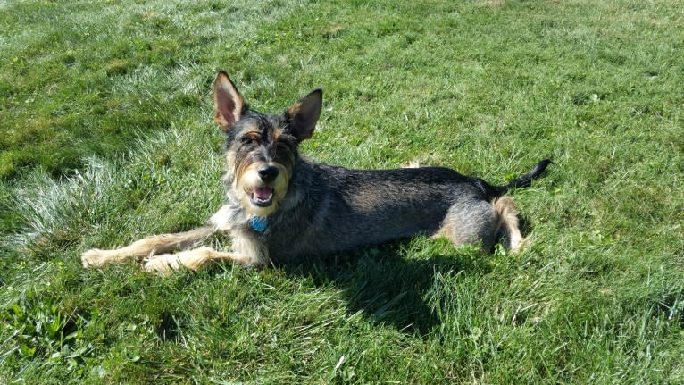 Cooper, a Miniature Schnauzer and German Shepherd Dog mix tested with EmbarkVet.com