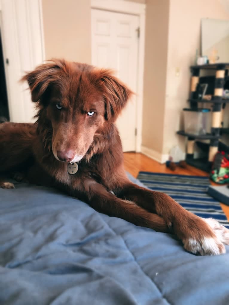 Folger, an Australian Shepherd and Siberian Husky mix tested with EmbarkVet.com