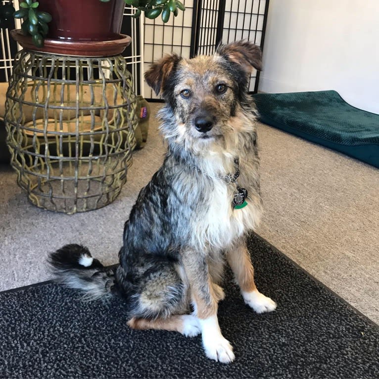 Elliott, a Rat Terrier and Australian Cattle Dog mix tested with EmbarkVet.com