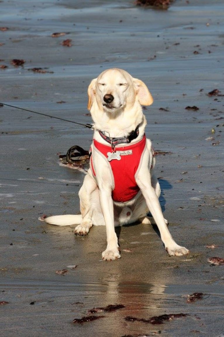 Stanley, a Cocker Spaniel and Labrador Retriever mix tested with EmbarkVet.com