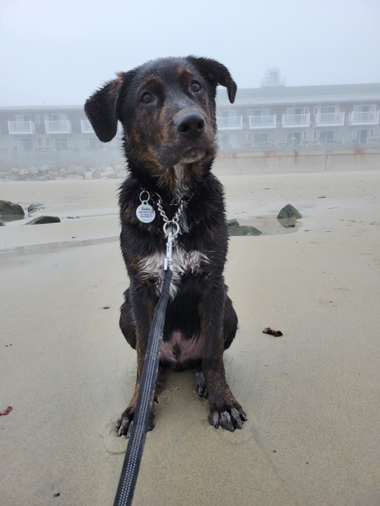 Zuko, a German Shepherd Dog and Rottweiler mix tested with EmbarkVet.com