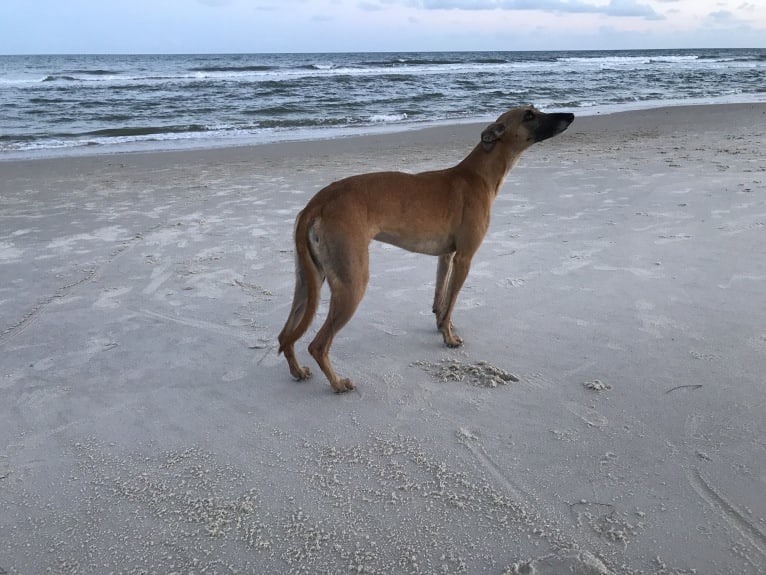 Journey, a Whippet tested with EmbarkVet.com