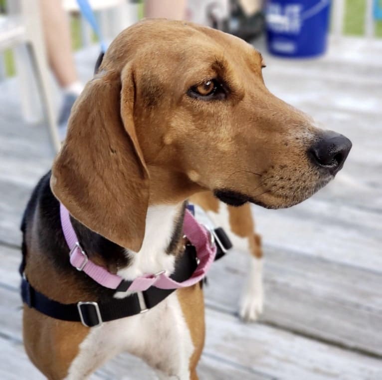 Scout, a Treeing Walker Coonhound tested with EmbarkVet.com