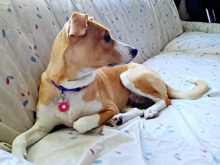 Stella, a Rat Terrier and Mountain Cur mix tested with EmbarkVet.com