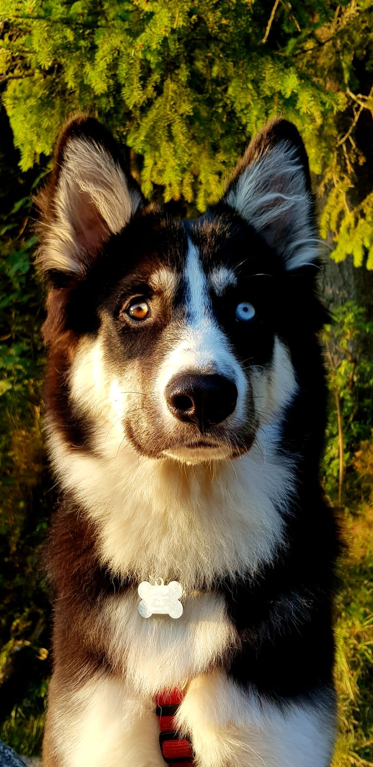 Kenai/Erkin Haan, a Yakutian Laika tested with EmbarkVet.com