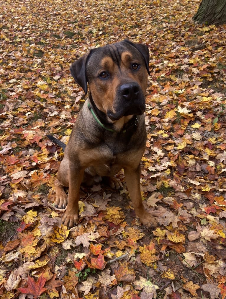 Lenny, a Rottweiler and American Pit Bull Terrier mix tested with EmbarkVet.com