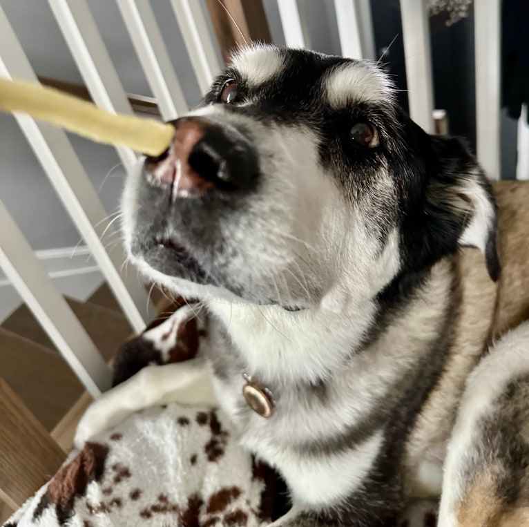 Keira, an Alaskan Malamute and Siberian Husky mix tested with EmbarkVet.com