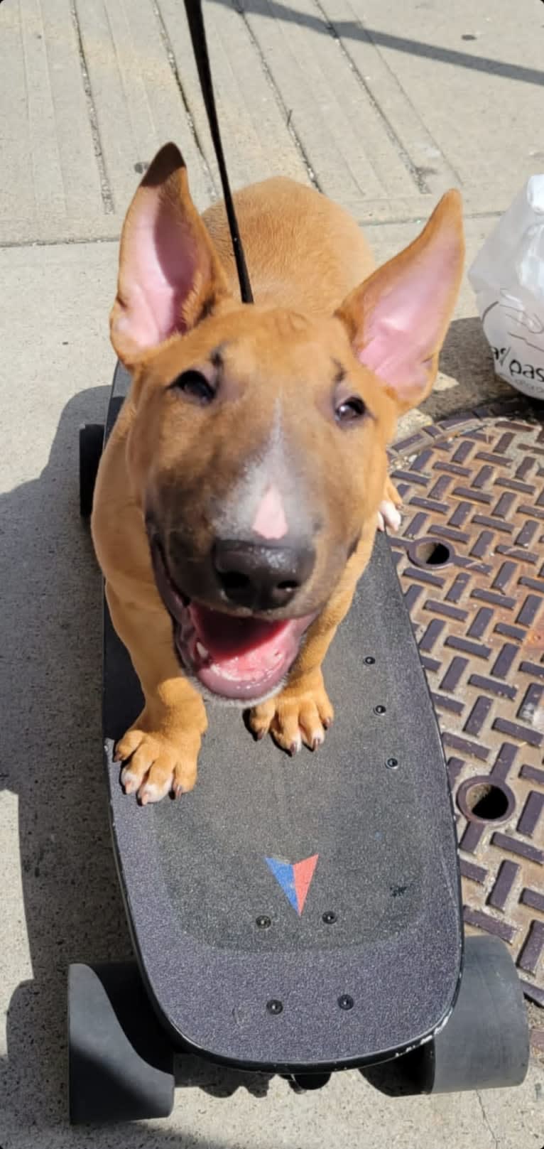 Chester, a Bull Terrier tested with EmbarkVet.com