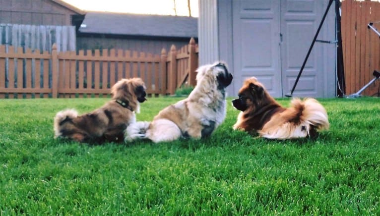 Rango, a Tibetan Spaniel and Papillon mix tested with EmbarkVet.com