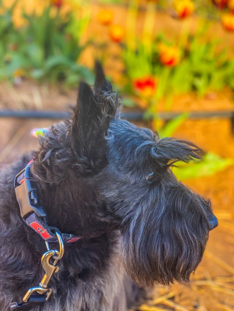 Max, a Scottish Terrier tested with EmbarkVet.com