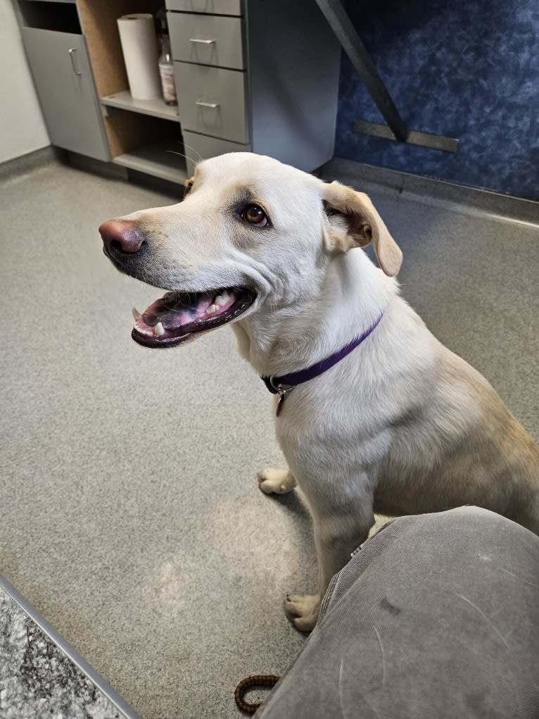 Hopper, an Australian Cattle Dog and American Pit Bull Terrier mix tested with EmbarkVet.com