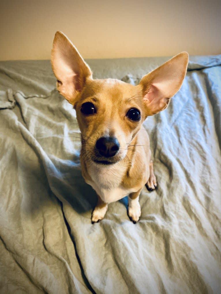 Oliver, a Chihuahua and Poodle (Small) mix tested with EmbarkVet.com