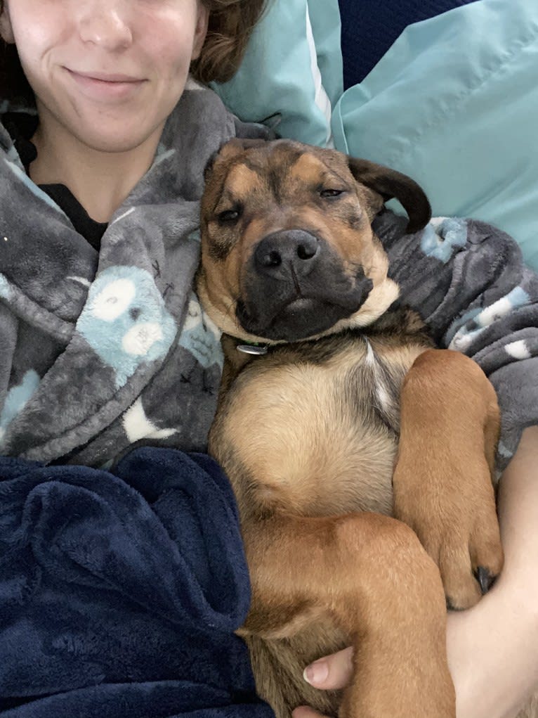 Lenny, a Rottweiler and American Pit Bull Terrier mix tested with EmbarkVet.com