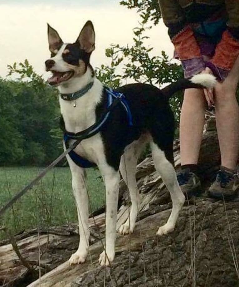 Flynn, an European Village Dog tested with EmbarkVet.com