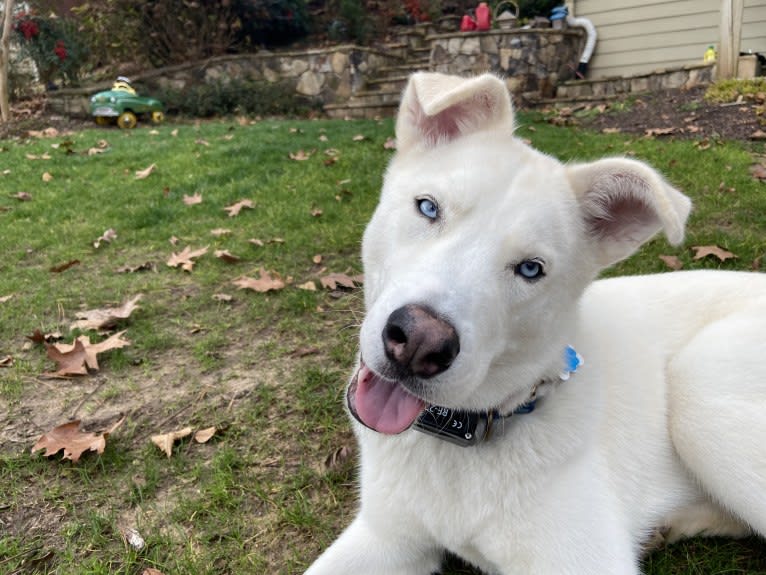Dash, a Gerberian Shepsky (12.7% unresolved) tested with EmbarkVet.com