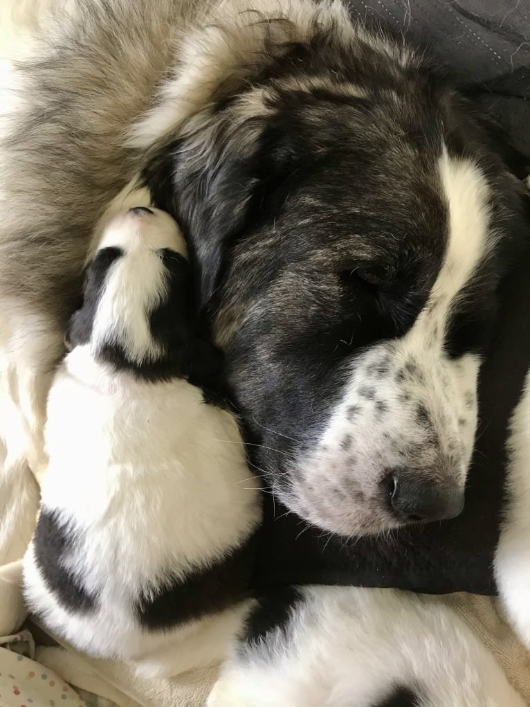 Caterina, a Pyrenean Mastiff tested with EmbarkVet.com