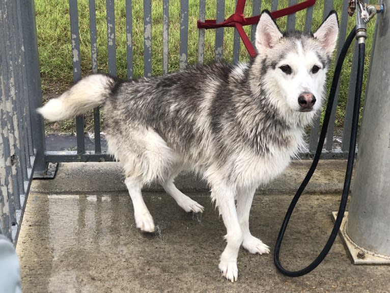 Chamo, a Siberian Husky and Alaskan Malamute mix tested with EmbarkVet.com