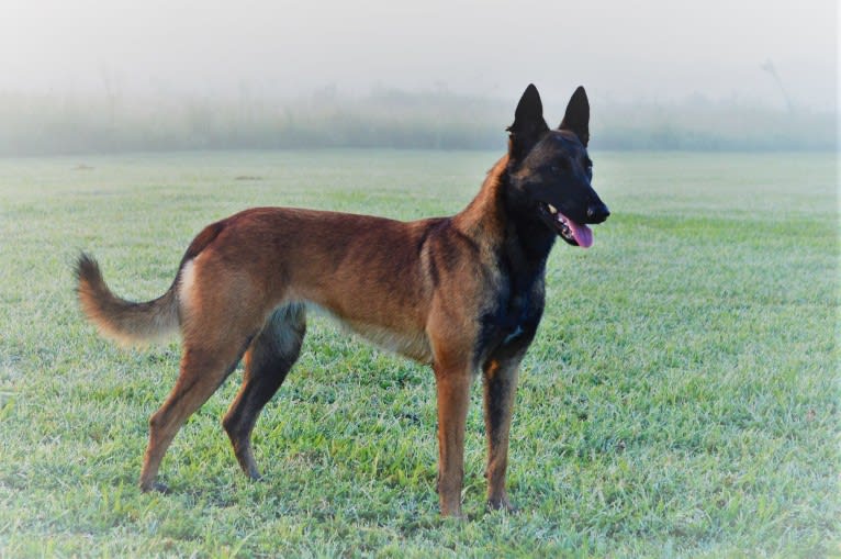 Grace, a Belgian Shepherd tested with EmbarkVet.com